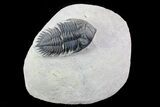 Metacanthina Trilobite - Lghaft, Morocco #73023-4